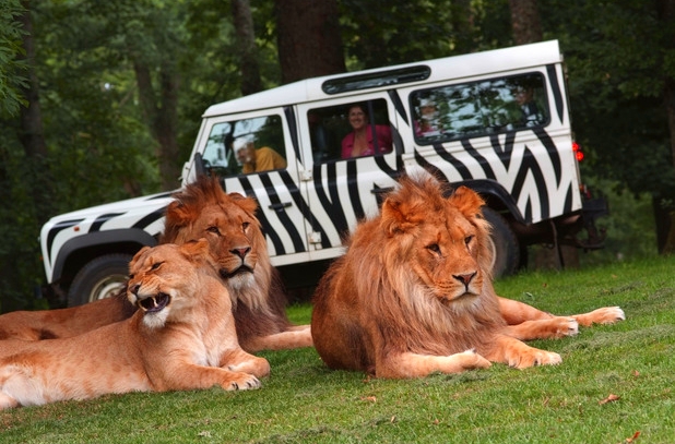 Longleat lions