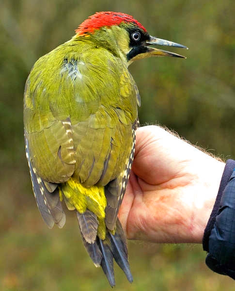 A green winged woodpecker